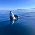 William G. – Great whale watching day!